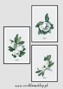 Plakaty botaniczne - Set Magnolia 