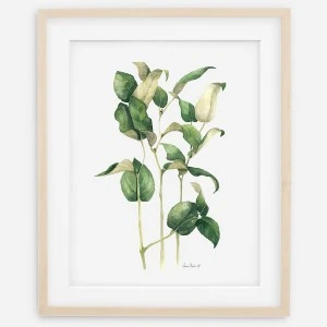Plakat botaniczny - Orzech Salal  