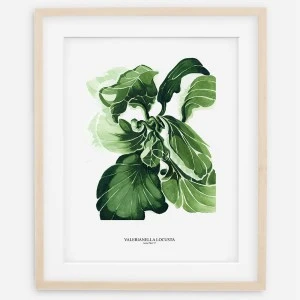 Plakat botaniczny - Sałata Skłębiona 2