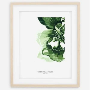 Plakat botaniczny - Sałata Skłębiona  1