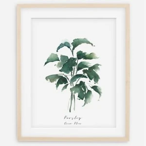 Plakat botaniczny - Parsley (Natka Pietruszki)