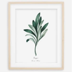 Plakat botaniczny - Sage (Szałwia)