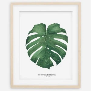 Plakat botaniczny- Monstera Deliciosa 