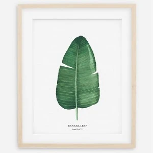 Plakat botaniczny - Liść Bananowca 