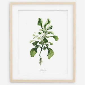 Plakat botaniczny - Roszponka 