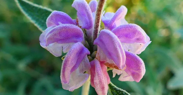 Plakat botaniczny - Sage (Szałwia)