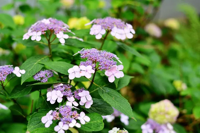 Hydrangea Lilac 50x70 detal 2.jpg