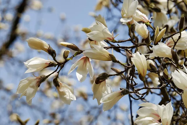 Magnolia 3 .jpg