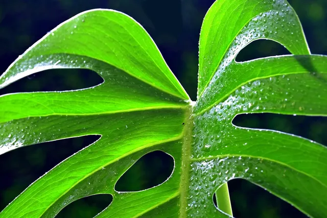 Plakat botaniczny - Bluszcz (poziomy)