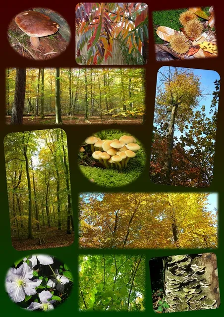 plakat botaniczny szyszka pakamera .jpg