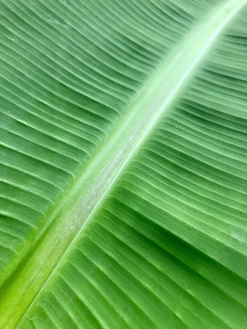 Zestaw plakatów botanicznych  - Monstera i Bananowiec 