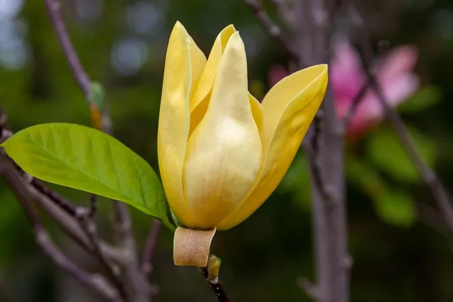 trzy magnolie.jpg