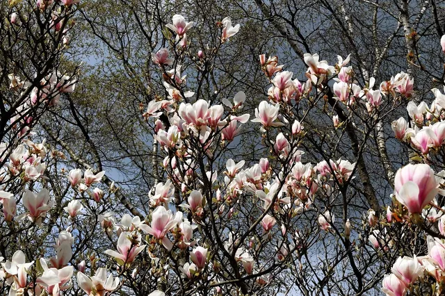 Magnolia 2 .jpg