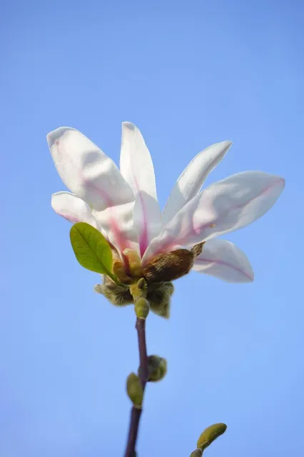 Plakat botaniczny - Magnolia  (new)