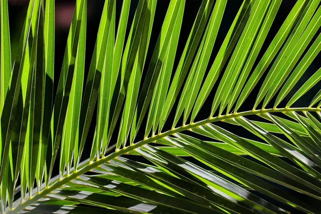 plakaty botaniczne palmy pakamera bluszcz zielony plkakat margo.jpg