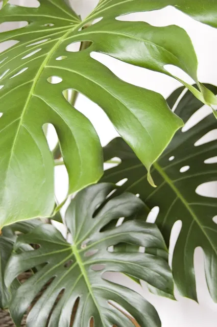 monstera.jpg