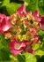 Hydrangea Lilac 50x70.jpg