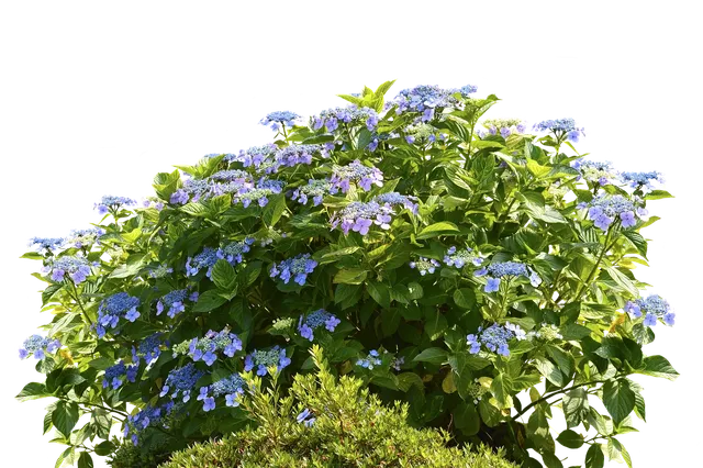 Bugenvilla