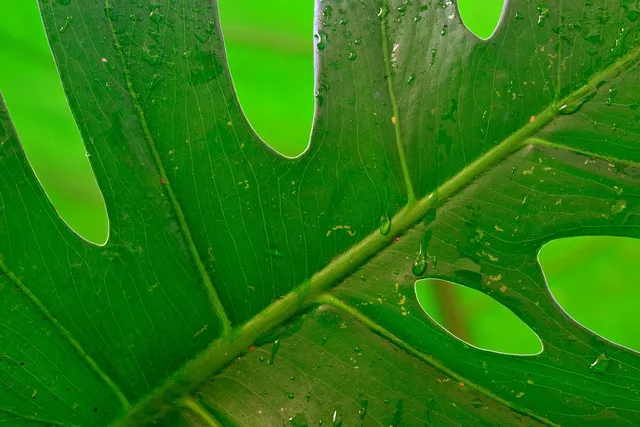 monstera 21 x29,7.jpg