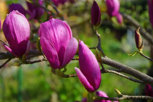 Plakat botaniczny - Magnolia 3