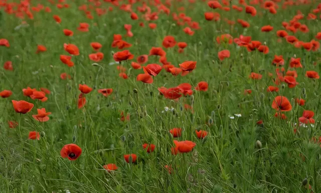 Plakat botaniczny - Łąka Maków polnych