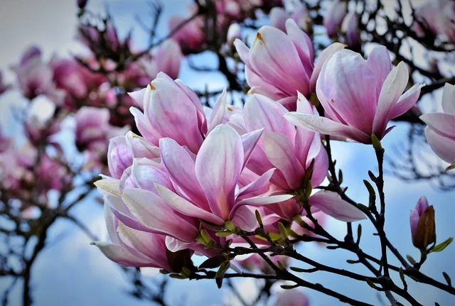 Magnolia 3 .jpg