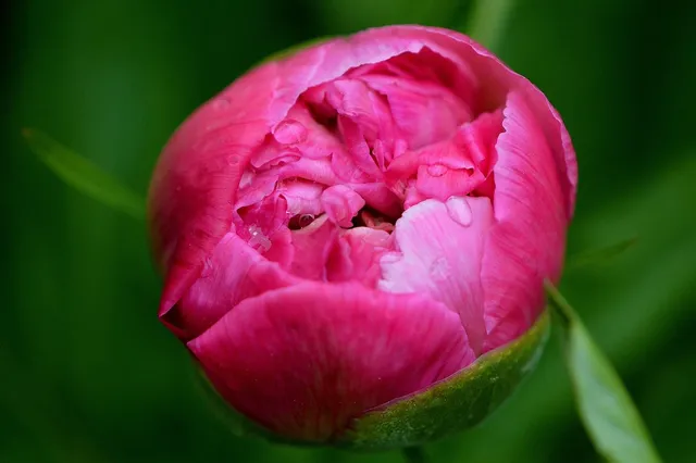 peonia plakat.jpg