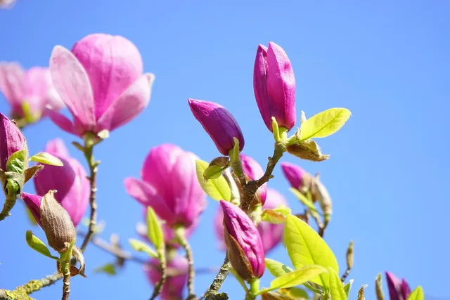 plakat botaniczny pakamera margo magnolia biały prezent dla niej 2019.jpg