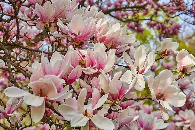 Magnolia 1 .jpg