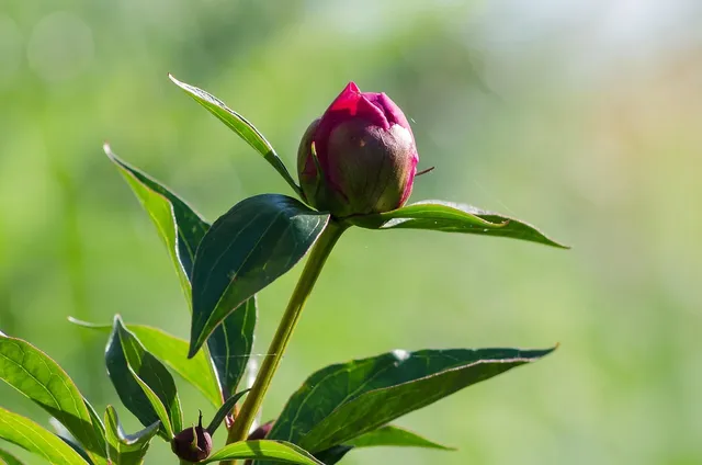 Trzy peonie.jpg