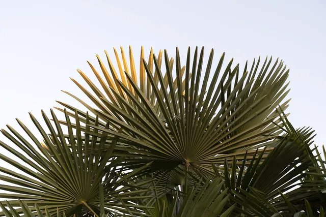plakaty botaniczne palmy pakamera bluszcz zielony plkakat margo.jpg