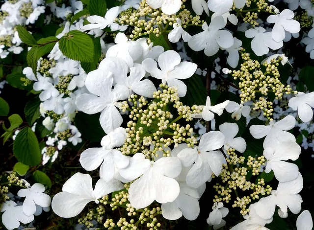 Orzech Salal 