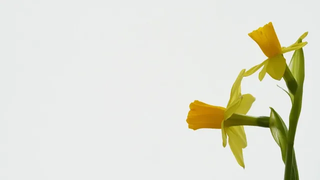 Plakat botaniczny -  Hortensje fioletowe