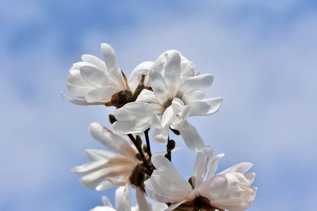 Plakat botaniczny - Magnolia 3