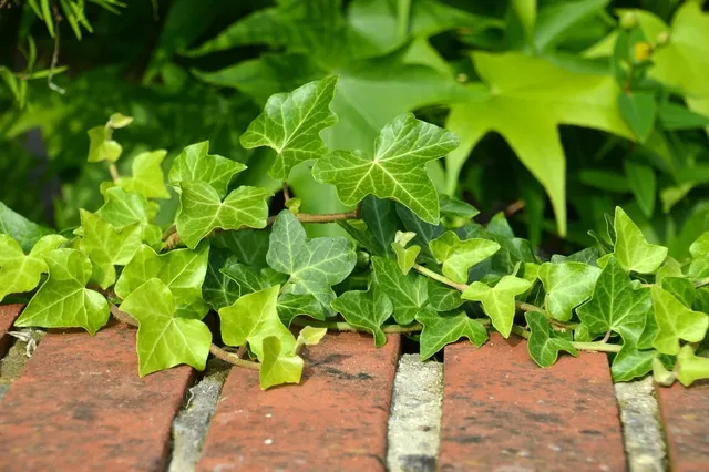 plakaty botaniczne pakamera bluszcz zielony plkakat margo.jpg