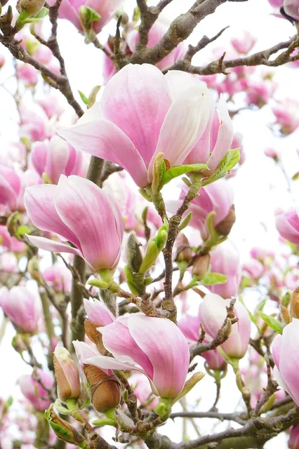 Plakaty botaniczne - Set Magnolia 