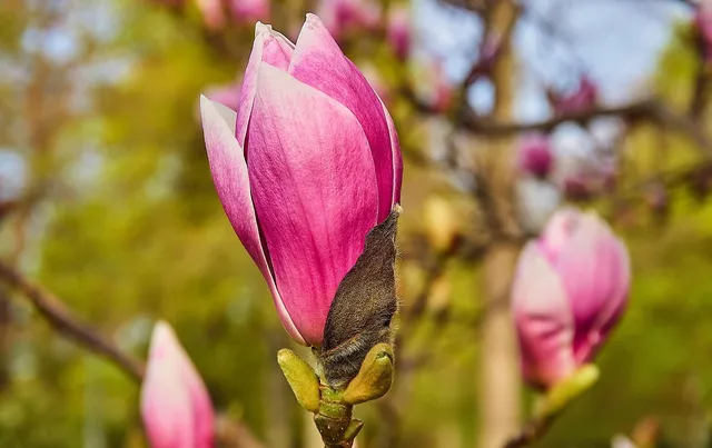 plakat botaniczny pakamera magnolia 3.jpg