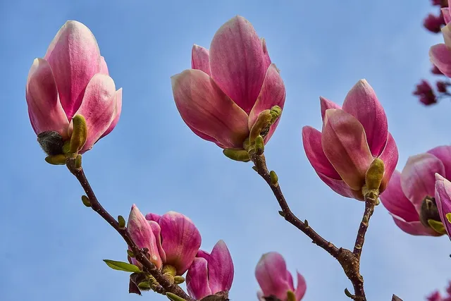 plakat botaniczny pakamera magnolia.jpg