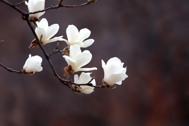 Plakat botaniczny - Magnolia  2 (new)