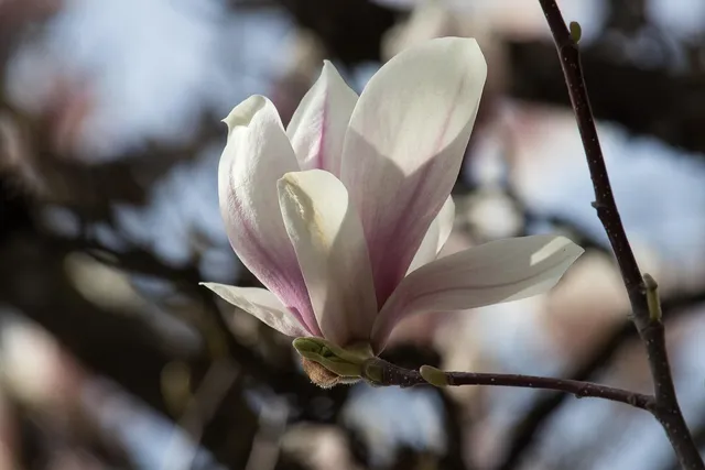 plakat botaniczny pakamera magnolia.jpg