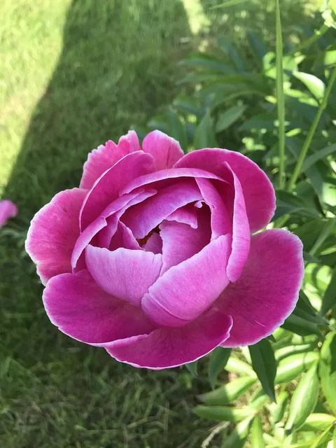 peonie detal.jpg