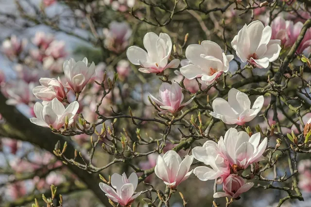 Plakat botaniczny - Magnolia 