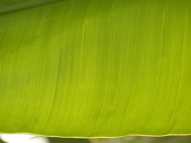 Galeria plaaktów botanicznych monstera deliciosa .jpg