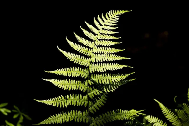 Plakat botaniczny - Yellow Fern (Paproć)