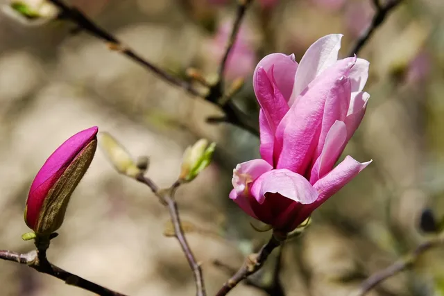plakat botaniczny pakamera magnolia biały prezent dla niej 2019.jpg