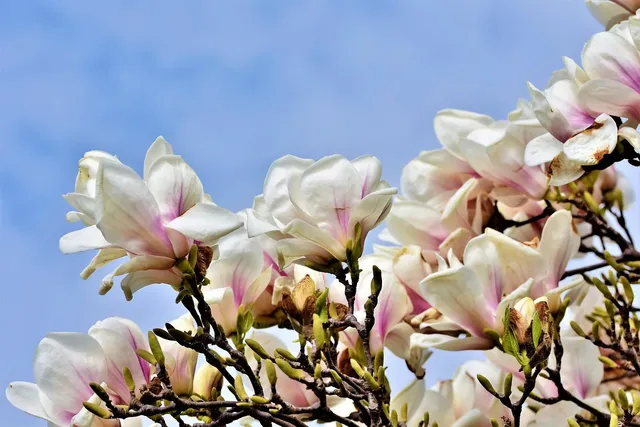 Plakat botaniczny - Magnolia 3 (new)