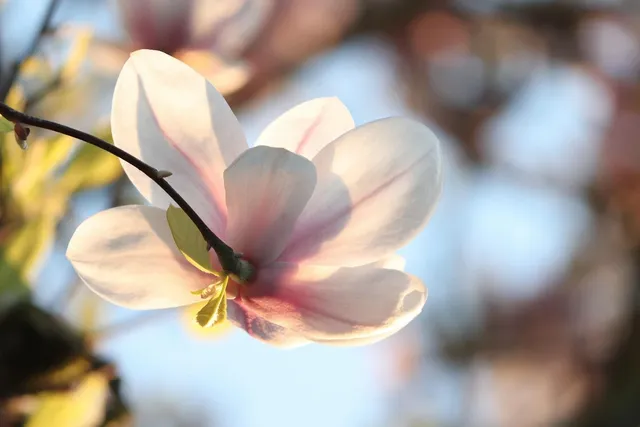 Plakat botaniczny - Magnolia  2