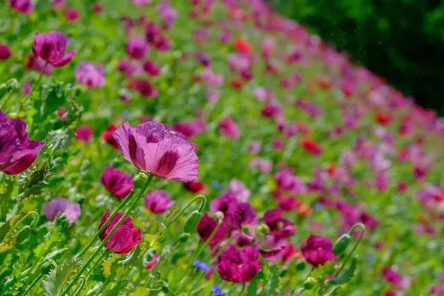 Plakat botaniczny - Trzy Maki polne