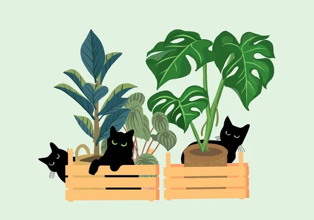 Zestaw Monstera i Bananowiec 