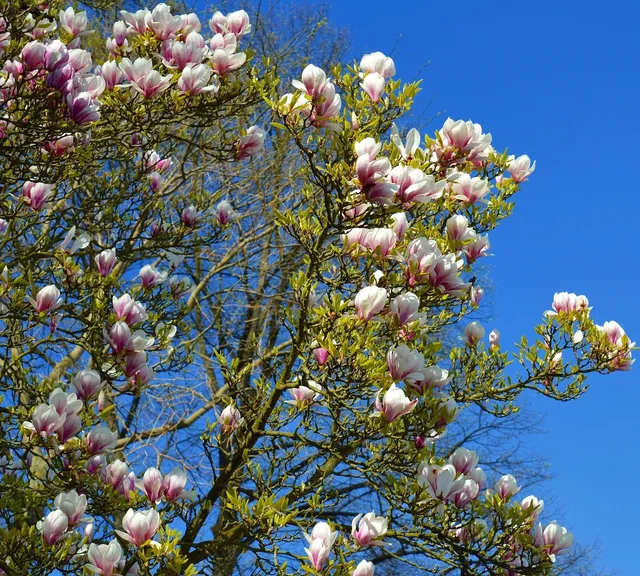 Plakat botaniczny - Magnolia 3 (new)